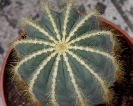 Eriocactus